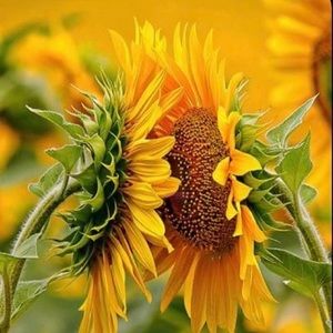 Meet your Posher, Faydra